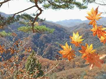 民國(guó)嫁妝瓶最新價(jià)格